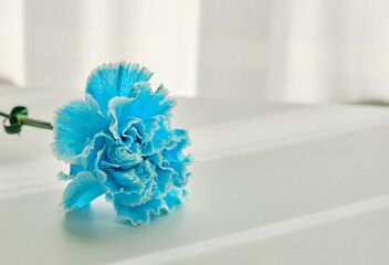 穏やかな窓際の光と一輪の花