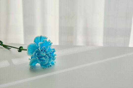 一輪の花」の写真素材 | 40,517件の無料イラスト画像 | Adobe Stock