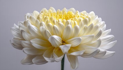 Obraz premium Close up of a white and yellow chrysanthemum flower with many petals against a gray background