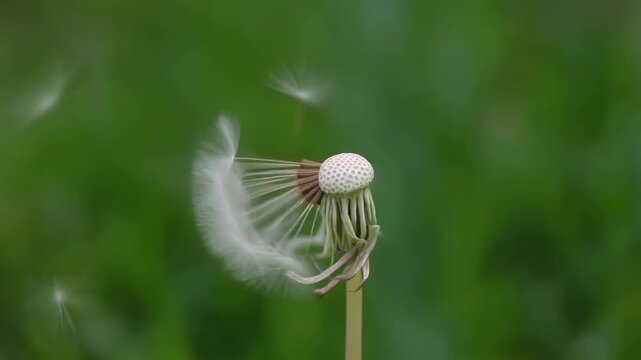 Close-up of a dandelion head with some seeds still attached and others blowing away in the wind against a soft green background.
