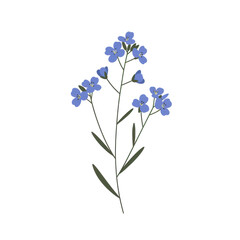 Obraz premium Delicate blue flax blossom illustration with dark green stems and leaves isolated on white background