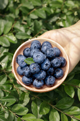 Fresh Nutritious Blueberries in Wooden Spoon on Natural Green Foliage Background