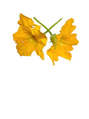 Bright Yellow Pumpkin Blossom Isolated on Transparent Background
