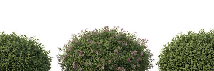 Obraz premium A round green shrub with clusters of purple flowers isolated on white background