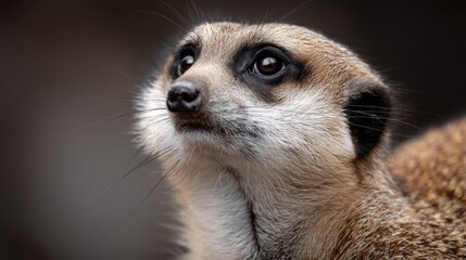 Fototapeta premium Close-up of a Curious Meerkat Looking Up with Intense Eyes