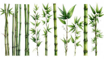 Obraz premium Green bamboo stalks, some with leaves, isolated on white