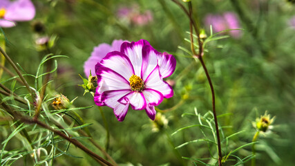 Obraz premium グラデーションが綺麗なコスモス