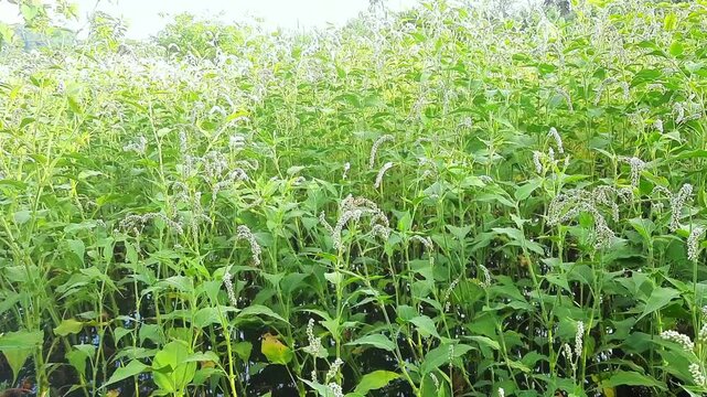 Persicaria Lapathifolia Wildflowers Swaying in Breeze with Insects Flying Around