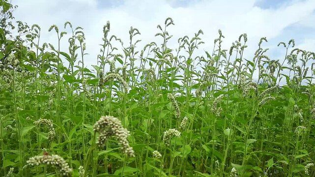 Persicaria Lapathifolia Wildflowers Swaying in Breeze with Insects Flying Around