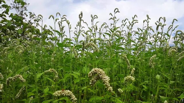 Persicaria Lapathifolia Wildflowers Swaying in Breeze with Insects Flying Around