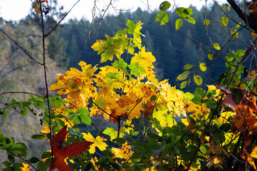 Sapling with fall colors and lake in background