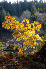 Cluster of autumn-colored branches