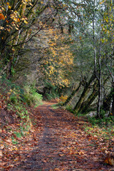 Fall scene of forest footpath with autumn colors