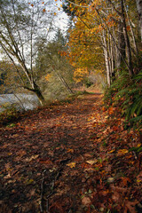 Forest path with fall leaves