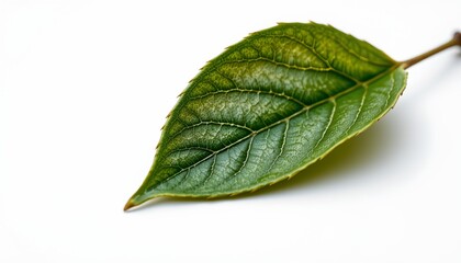 Obraz premium A single, fresh green leaf resting delicately on a white surface.