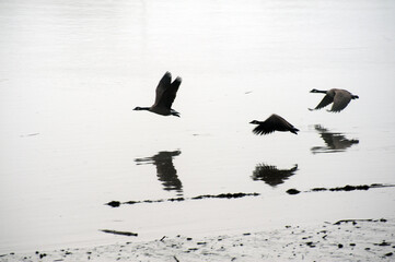 Geese flying low over water
