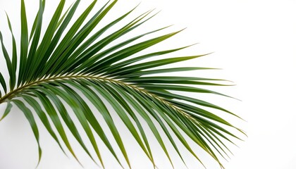 Obraz premium A close up of a palm leaf with its natural green hue contrasting against a white background