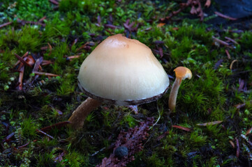 Mushroom with large cap growing on a log