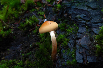 Closeup of small mushroom with curved stem