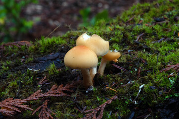 Group of mushrooms growing in the forest