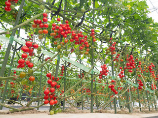ミニトマトのハウス栽培
