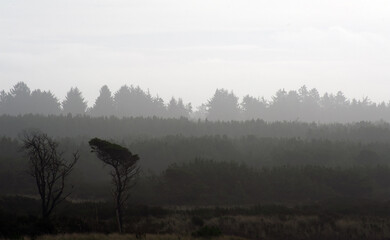 Two trees at beach with aerial perspective