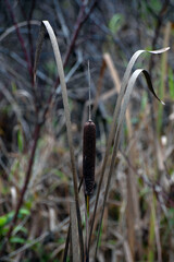 Cattail in a swampy area