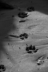 Animal paw trracks in the sand