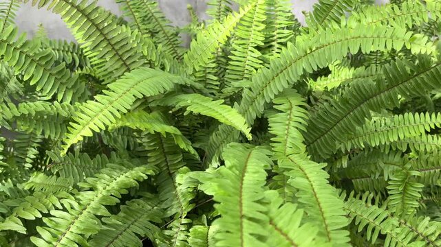 Nephrolepis exaltata, known as the sword fern or Boston fern, is a species of fern in the family Lomariopsidaceae. Close up view. green leaves. leaf. greenery. outdoor. home.