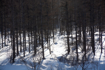 Obraz premium 早春のカラマツ林 