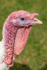 Detailed close-up portrait of a turkey with visible skin texture and natural colors in a farm environment.