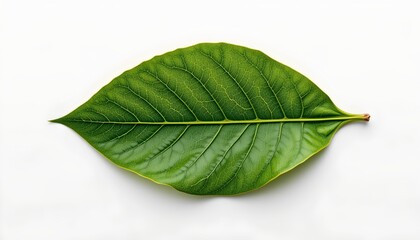 Obraz premium A single leaf with a vein pattern, lying against a white background