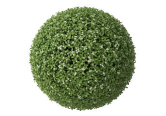 Perfectly shaped green bush with small white flowers, isolated transparent background
