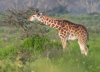 Giraffa camelopardalis camelopardalis (Nubian giraffe), grazing in the bush, Nakuru National Park, Kenya.