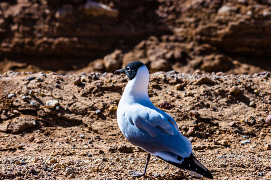 Gaviota Andina"