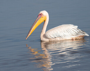 Great white pelican (Pelecanus onocrotalus), Lake Nakuru National Park, Kenya