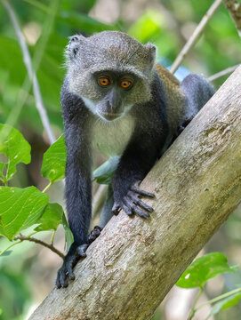 Sykes' monkey or Kolb's White-collared, or Samango Monkey (Cercopithecus mitis albogularis) looking from tree in forest canopy, Kwale county, Kenya
