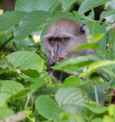 Sykes' monkey (Cercopithecus mitis albogularis) hiding in the foliage or tropical forest, Snimoni, Kenya