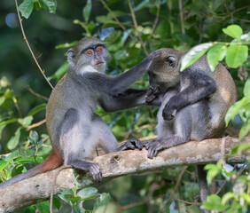 Young Sykes' Monkeys playing fight (Cercopithecus albogularis) in Shimoni, Kenya