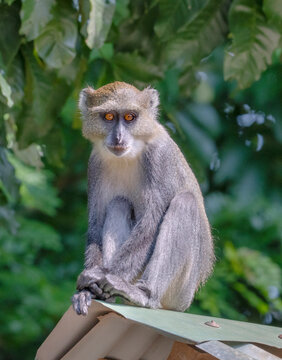 Sykes' monkey or Kolb's White-collared, or Samango Monkey (Cercopithecus mitis albogularis) looking from roof of the gate, Kwale county, Kenya