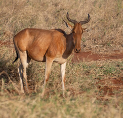 Fototapeta premium Coke's hartebeest (Alcelaphus buselaphus cokii) at Tsavo East National Park, Kenya