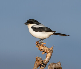 Taita fiscal or Teita fiscal (Lanius dorsalis) perched on a dry tree branch at Tsavo East National Park, Kenya