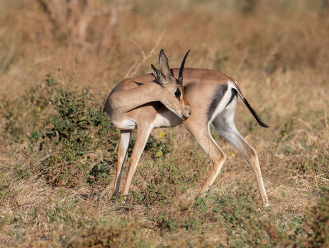 Graceful Grant's Gazelle (Nanger granti) in Tsavo East National Park, Kenya