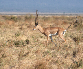 Graceful Grant's Gazelle (Nanger granti) in Tsavo East National Park, Kenya