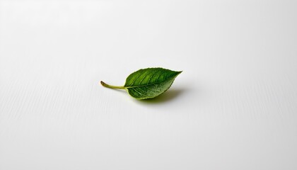 A single green leaf is isolated against a neutral background, which has a gradient effect with light to dark shades from top to bottom.