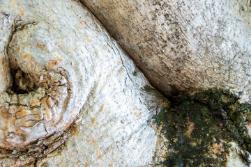 close up of tree trunk