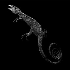 Emerald Tree Monitor, showcasing its elongated body, textured scales, coiled tail, and dynamic climbing posture.