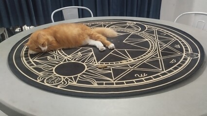 Orange Cat emerge from magic portal