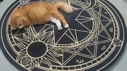 Orange Cat emerge from magic portal