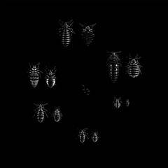 bed bugs in various life stages, including adults, nymphs, and eggs, arranged in a clean scientific-style composition.